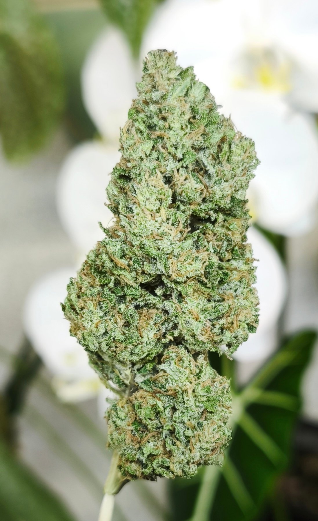 Premium Panthère – Image 3