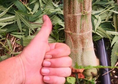 La Ferme Alpine Cali – CBD cultivé en Haute-Savoie
