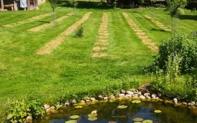 CBD local – Haute-Savoie : une production locale qui a du sens