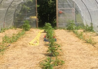 La Ferme Alpine Cali – CBD cultivé en Haute-Savoie