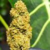 Bubba kush fleur de CDB Haute Savoie - Alpine Cali