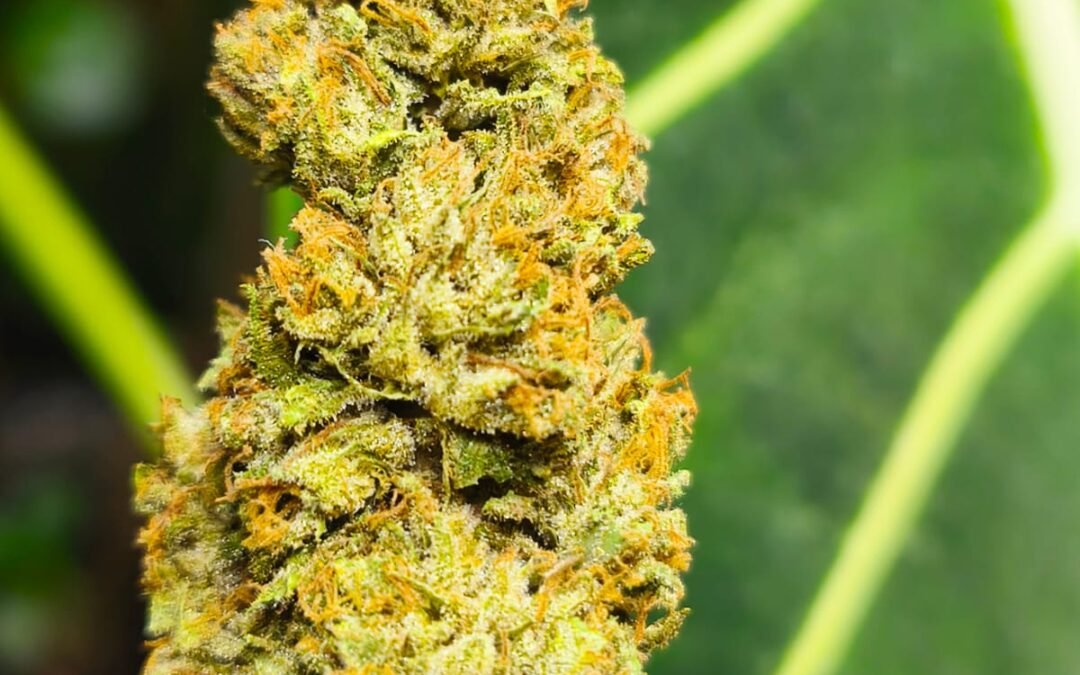 Comment choisir sa fleur de CBD ? Les conseils Alpine Cali