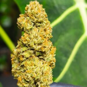 Bubba kush fleur de CDB Haute Savoie - Alpine Cali