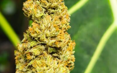 Comment choisir sa fleur de CBD ? Les conseils Alpine Cali