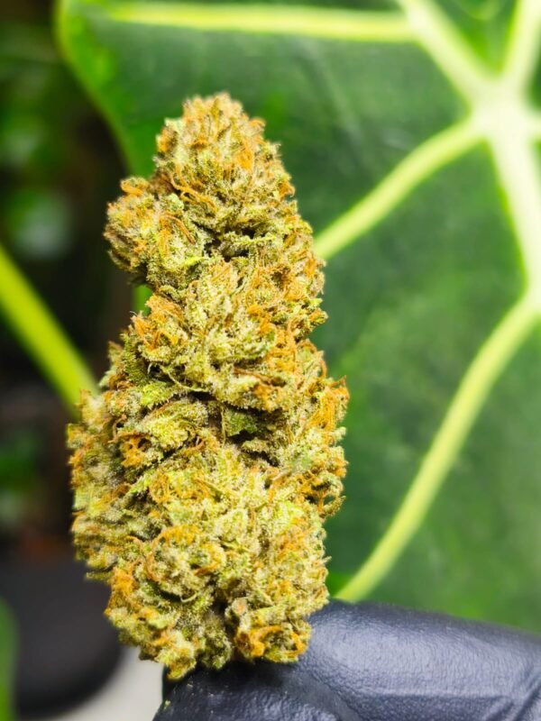 Bubba kush fleur de CDB Haute Savoie - Alpine Cali