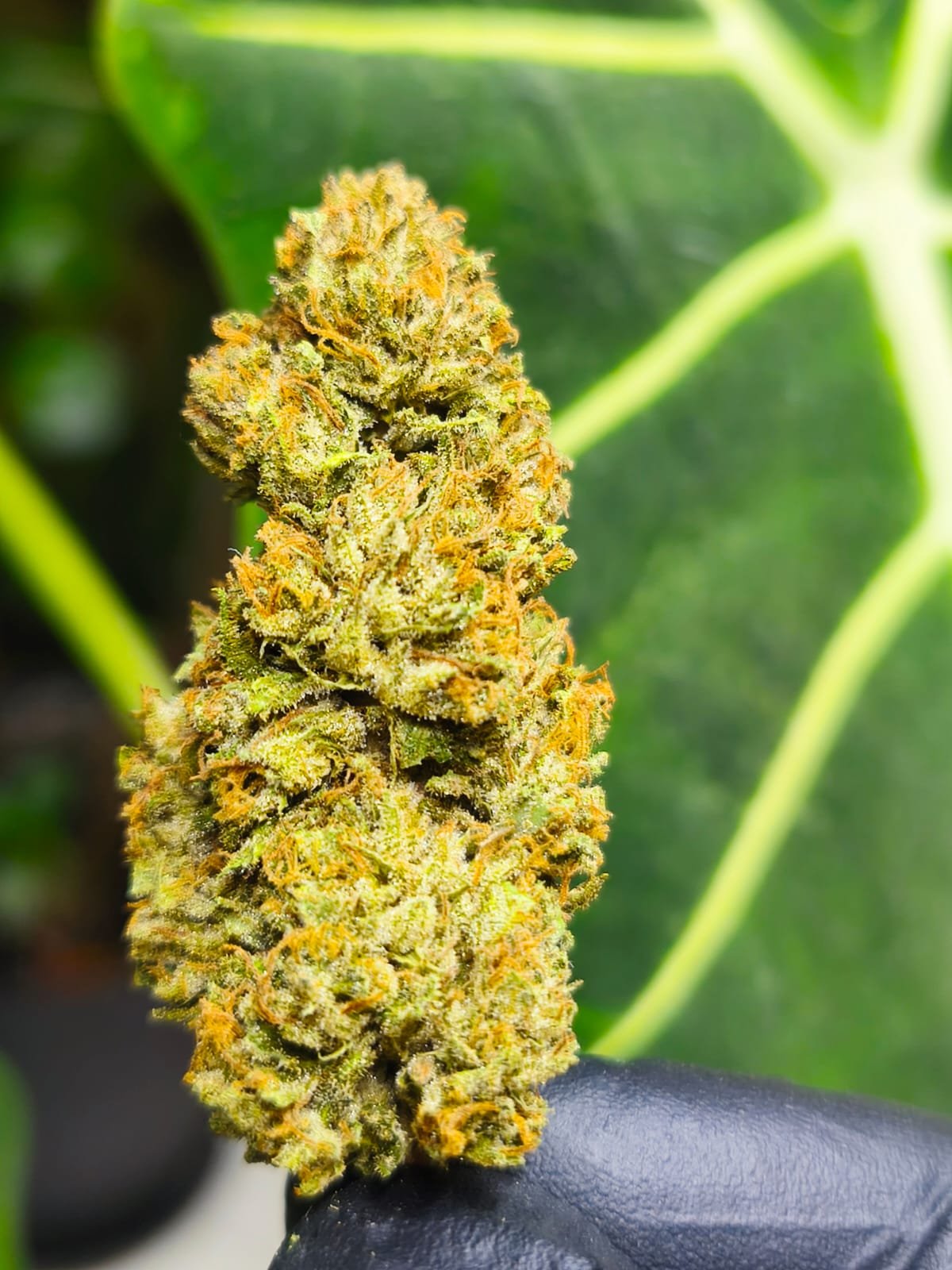 Bubba kush fleur de CDB Haute Savoie - Alpine Cali