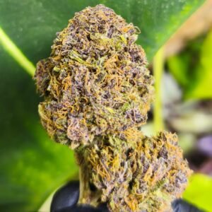 Exotic Diesel fleur de CDB Haute Savoie - Alpine Cali