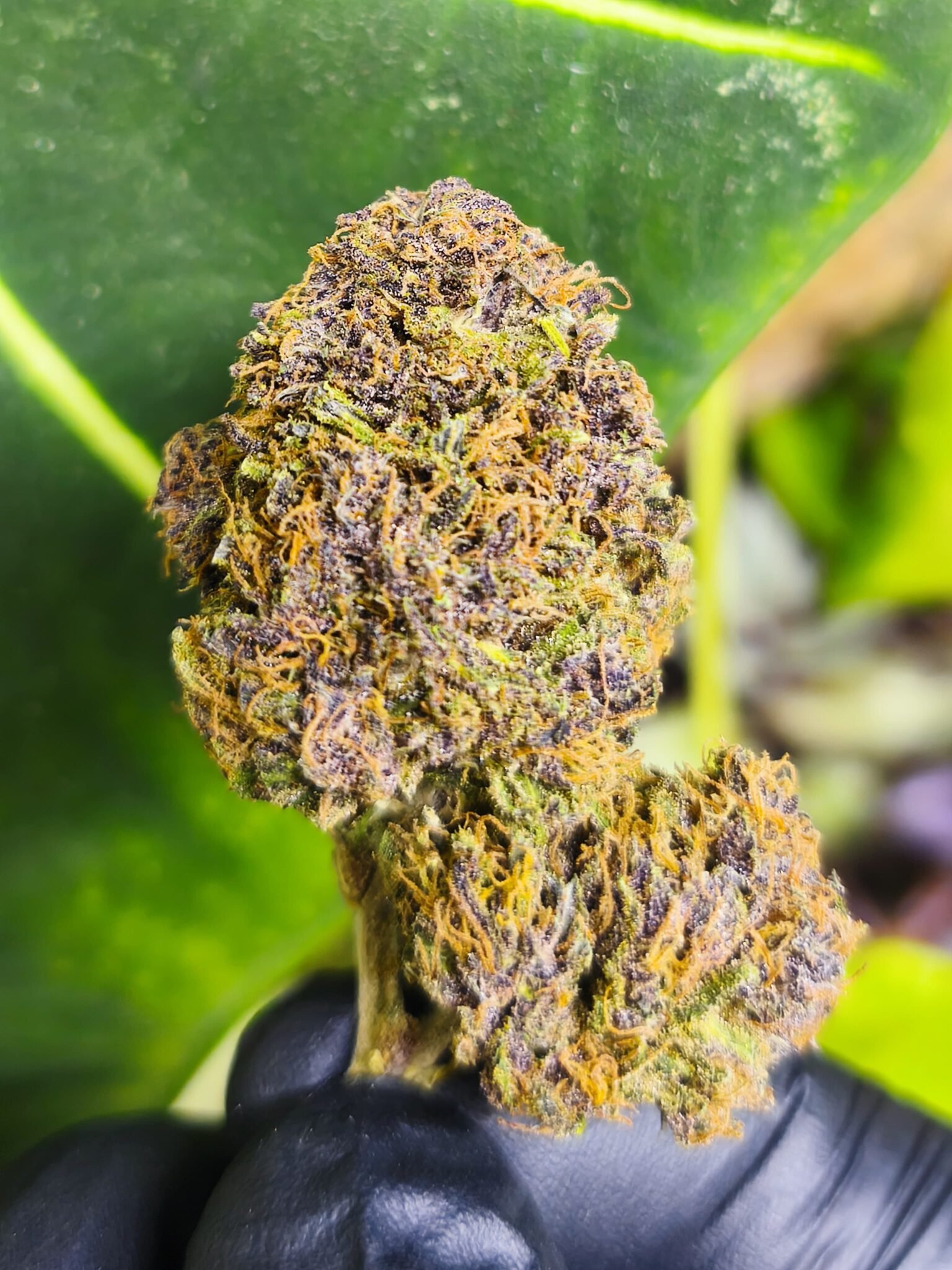 Exotic Diesel fleur de CDB Haute Savoie - Alpine Cali