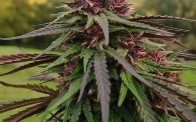 Exotic Diesel : la variété de CBD qui fait sensation chez Alpine Cali