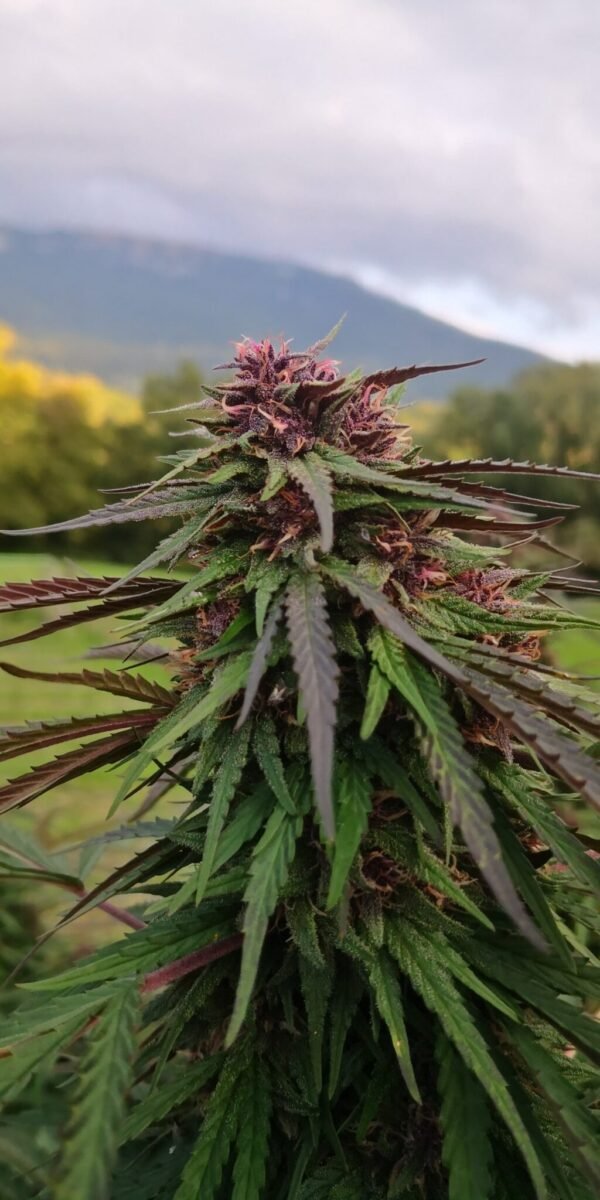 Exotic Diesel fleur de CDB Haute Savoie - Alpine Cali