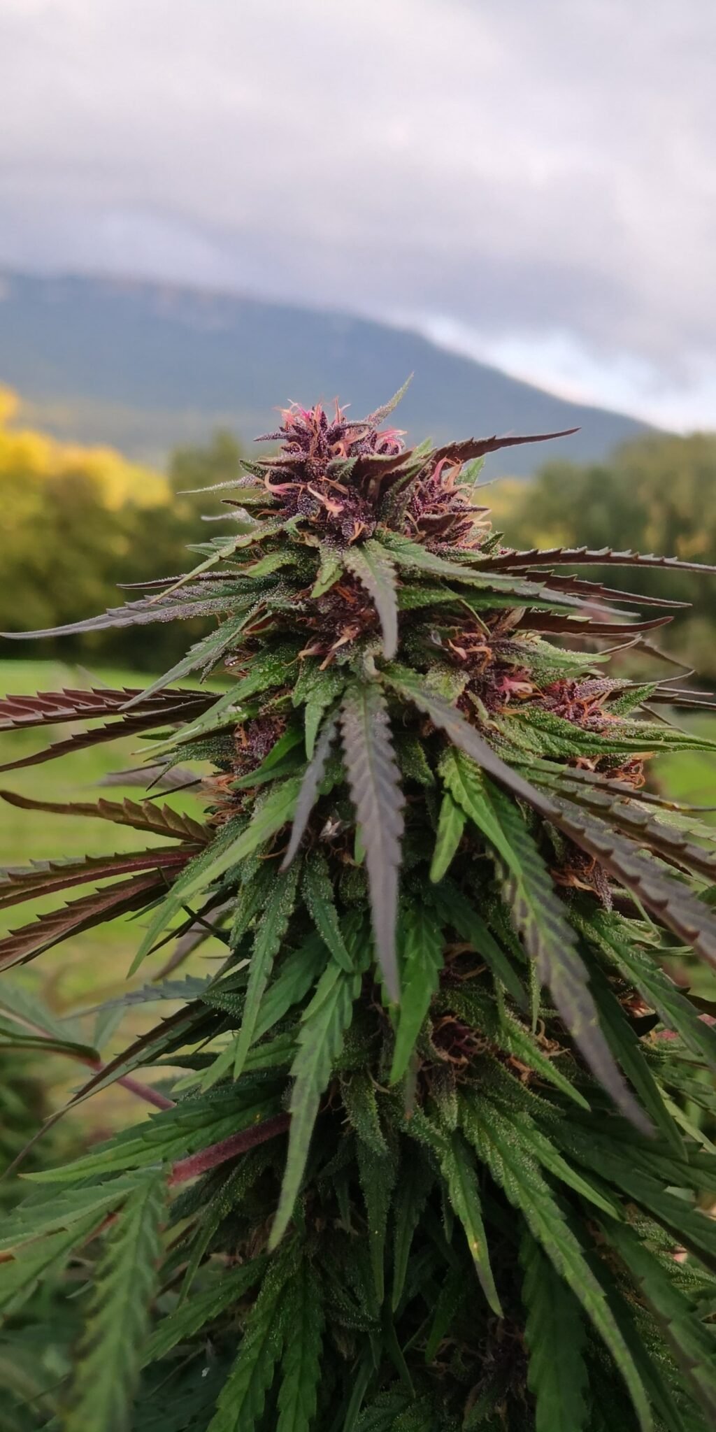 Exotic Diesel fleur de CDB Haute Savoie - Alpine Cali