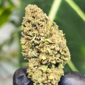 Premium panthere fleur de CDB Haute Savoie - Alpine Cali