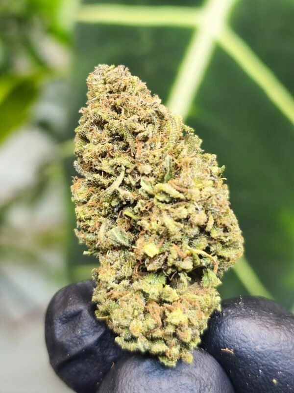 Premium panthere fleur de CDB Haute Savoie - Alpine Cali