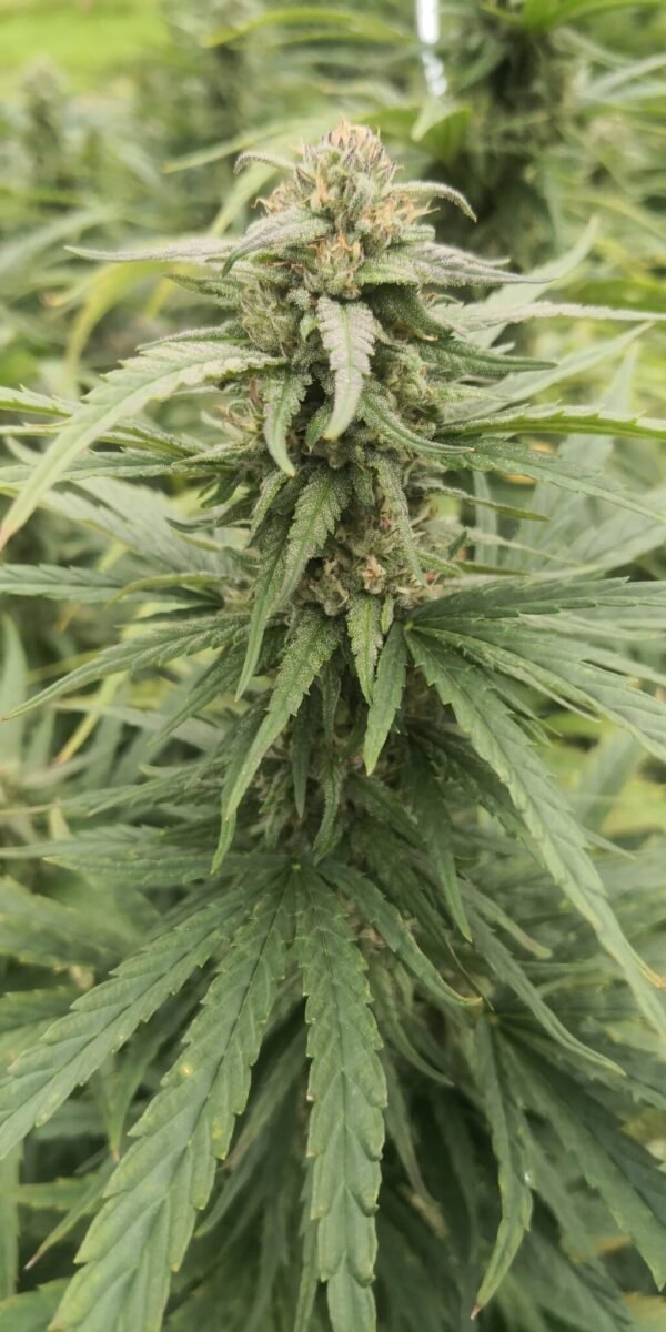 Premium panthere fleur de CDB Haute Savoie - Alpine Cali