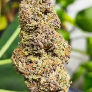 Candy Skunk fleur de CDB Haute Savoie - Alpine Cali