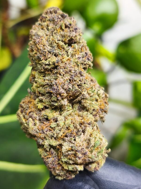 Candy Skunk fleur de CDB Haute Savoie - Alpine Cali