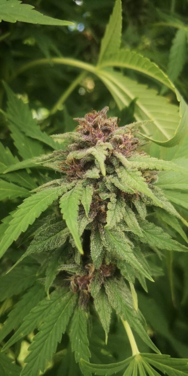 Candy Skunk fleur de CDB Haute Savoie - Alpine Cali