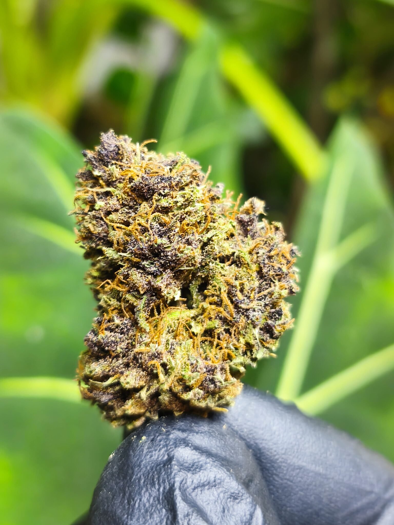Lemon fleur de CDB Haute Savoie - Alpine Cali