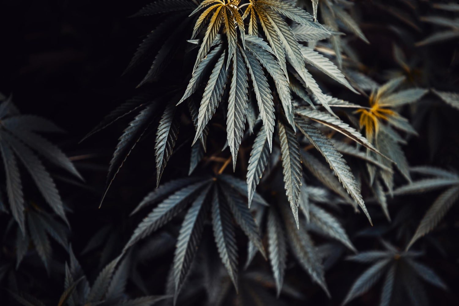 fleur de cbd Alpine Cali – CBD local Haute-Savoie