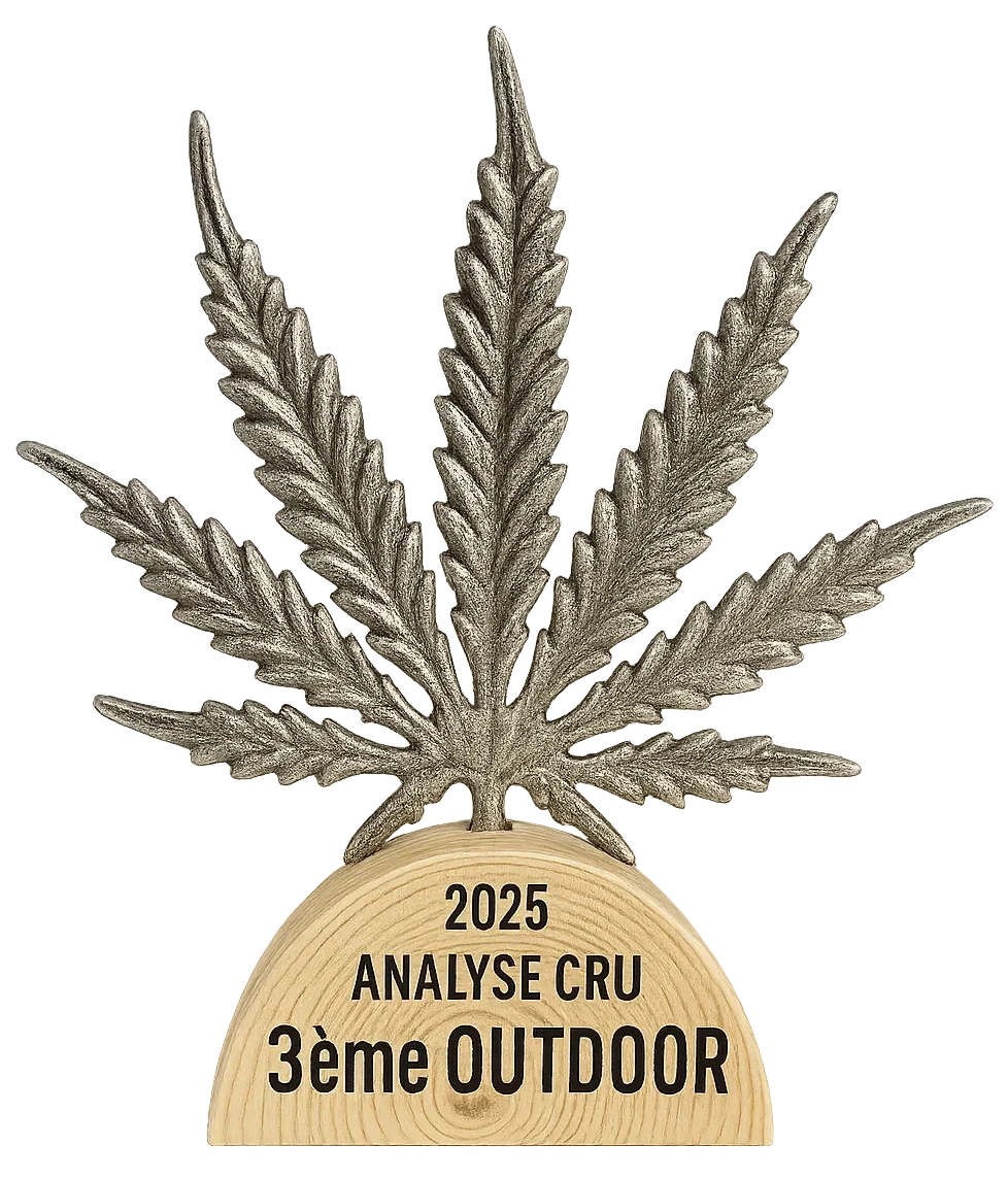 fleur de cbd Alpine Cali – CBD local Haute-Savoie