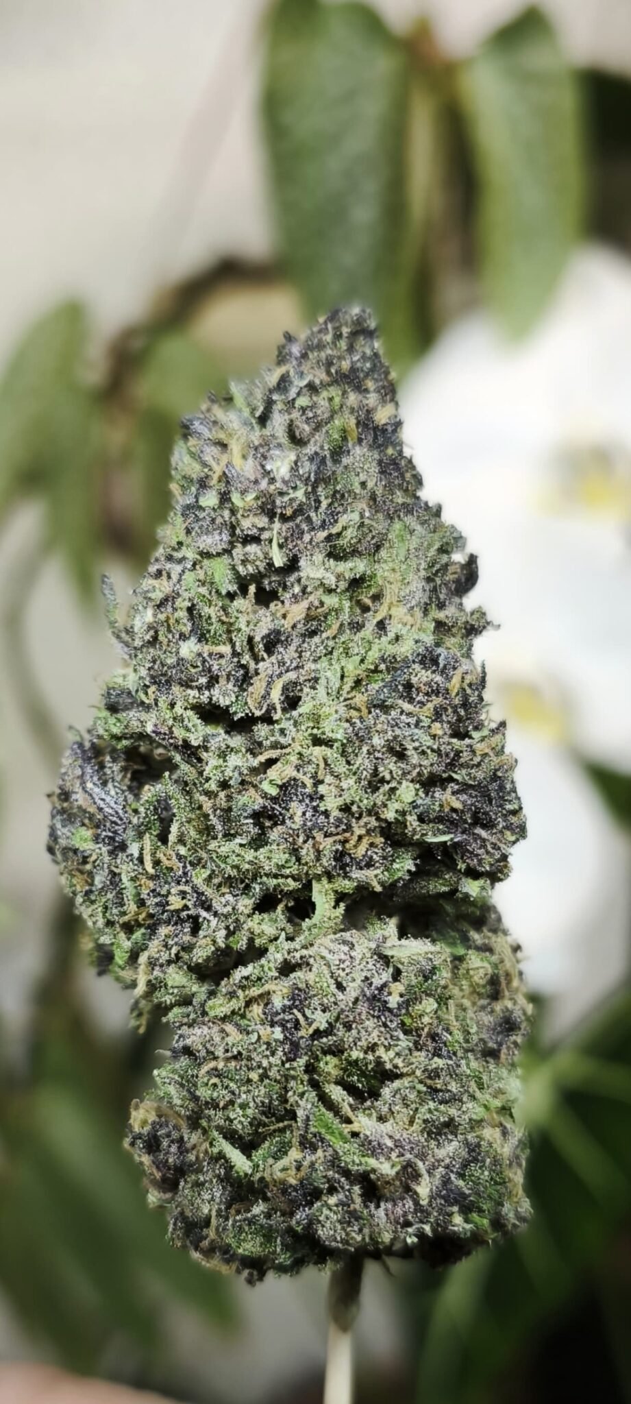 SWEET CREAM #66 – Image 3